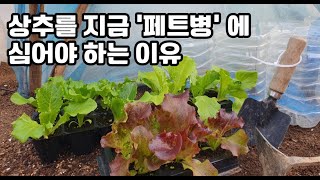 페트병 상추 키우기. 상추 오랫 동안 크게 키우는 방법. 좁은 페트병에 거름 주는 방법