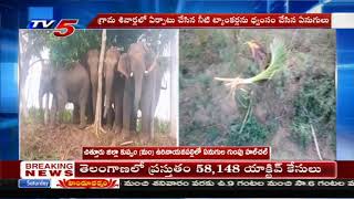 ఏనుగుల గుంపు హల్ చల్ | చిత్తూరు జిల్లా | కుప్పం | టీవీ5 న్యూస్