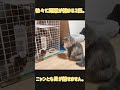 少しずつ距離が縮まってきた先住猫と新入り子猫のやりとりがこちらです【サイベリアンのラフィ】 shorts