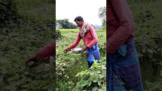 Pointed Gourd Harvesting #shorts