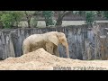 アジアゾウ コサラ アヌラ サクラ アフリカゾウ ケニー elephant 東山動植物園 20190328