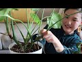 propagate 5 houseplants pothos begonia monstera deliciosa watermelon peperomia jolene foliage