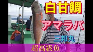 超高級魚白甘鯛を狙え‼️タイラバで釣れるか？アマラバ初心者‼️パターンを見つけろ‼️