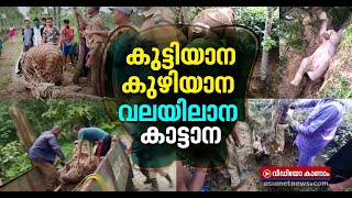 കുഴിയില്‍ വീണ കുട്ടിയാനയെ വലയിട്ട് പിടിച്ച് കാട്ടിലയച്ചു   Rescues Elephant Trapped in tea estate