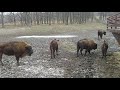 meet the european bison bison bonasus a.k.a. zubr zubor topolcianky slovakia