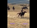 Зикриоллоҳ човандоз бо аспи шодравон Бегмад Зарифов н.Ш.Шоҳин. horse kopkari buzkashi kupkari