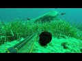 spearfishing adventures 2017 sardinia italy gopro hero session