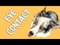 FASTEST and EASIEST way to train EYE CONTACT - Dog Training by Kikopup