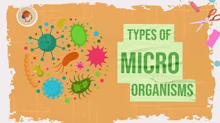 Type of Microorganisms and how the effect the human life?