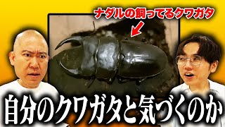 【ドッキリ】ナダルの飼ってるクワガタがクイズに紛れ込んでるドッキリ