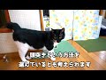 猫が飼い主を嫌っているように見えて実は大好きを伝えている行動９選【保護猫】