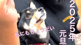 【豆柴】はじめての元旦は大好きな実家でのんびり過ごした子犬