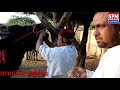 how to increase buffalo cow milk hazma badhane ka tariqa गाय भैंस का दूध बढ़ाने का देसी फॉर्मूला