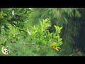 Soothing music and soft rain sounds, perfect for quick sleep, meditation, rest