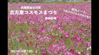 志方東コスモスまつり Cosmos 高畑会場 兵庫県加古川市