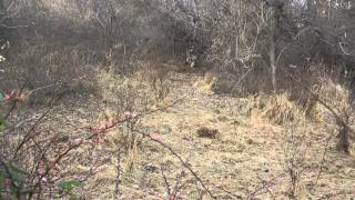 Deer Kills Compound Bow from Ground - Bow Ninja Deer Hunting