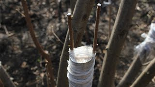 How to cleft graft hazelnut tree