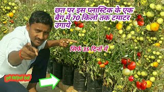 टमाटर ऐसे उगाए अपने घर पर // Tomato grow // tomato kaise ugaye //टमाटर उगाने का का बेहतरीन तरीका