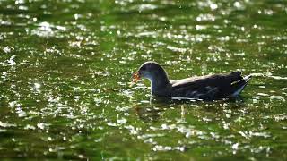 [4K]バンの幼鳥　young commonmoorhen