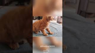 Let the cat experience a force start.#cat #kitten #funnycats #funnypets