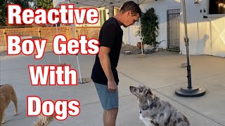 Watch me correct after dog growls//What to do so your reactive dog isn't aggressive