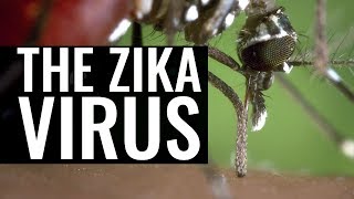 Zika Virus, Dengue and the Yellow Fever Mosquito - Professor Chris Whitty and Professor Francis Cox