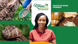 Focus On Snail Farming  | Kilimo na Biashara