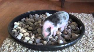 Finnegan the mini pig - Rooting Box