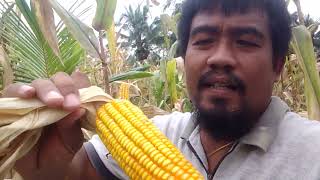 pag harvest natin Ng Yellow High breed corn 🌽🌽🌽🌽🌽🌽