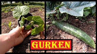 Gurken anbauen Freiland 🥒🥒 Gurken-Mais-Beet 🌾🌽 Gurkenzucht im Garten  Aussaat bis Ernte 🥒 Salatgurke