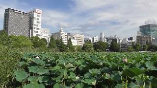 上野公園　不忍池　うえの夏まつり　2024-08-10 27