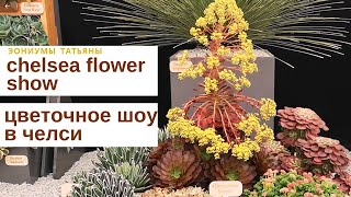 Эониумы на цветочной выставке в Челси //Aeoniums at the Chelsea flower show