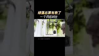 养龟佬的绿藻缸总算有救了，对比也太明显了 佛系养龟 小乌龟 养龟人 龟宠时代 龟缸环境 @DOU+小助手