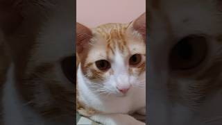 When Chiku was of 1yr old #shortvideo #shorts #catlover #viral #trending #trendingshorts