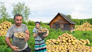 MIX OF HARVESTING TONS OF POTATOES FROM GARDEN AND FRYING POTATO BUNS