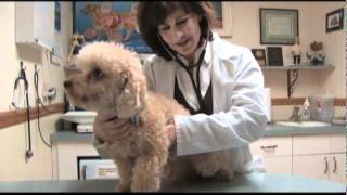 Small Animal Medicine