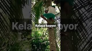 penampakan #kelapa #penampakan  #shortvideo