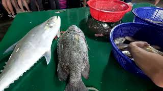 分切 大七星 飛扁 人人當乾爹 Cutting huge fish, and amazing wild fishes, 明發定置漁場, #freshseafood #netting 2