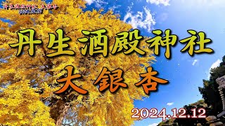 落葉のシャワー／丹生酒殿神社の大イチョウ(20241212)