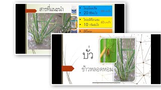 บั่ว  ข้าวหลอดหอม  ใช้ยาอะไรดี  #บั่ว #ข้าวหลอดหอม  #รีวิวยาบั่ว