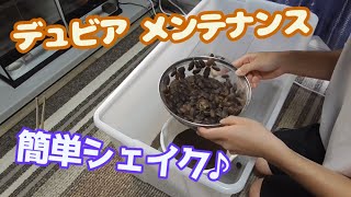 ７００匹入りデュビアケージをメンテナンスしてみた【爬虫類飼育】【メンテナンス方法】