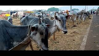 Sri Siddaganga Mutt Jaatre 2020. Tumkur. India