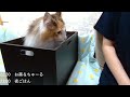 保護猫＆北欧猫がちゅーると夜ご飯ほしいほしい！ジャンプにマラソンの生放送！【シャム猫 シャムミックス＆ノルウェージャンフォレストキャット】