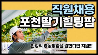 포천딸기힐링팜 직원채용 / 스마트팜 / 청년창업