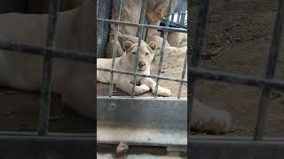 温い春★⑮ホワイトライオン・白獅子・リズムちゃん・セラムくん●White_Lion・・・沖縄こどもの国・Okinawa Zoo \u0026 Museum(20220415)