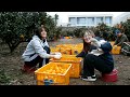 tangerine picking in jeju island 🍊👩🏻‍🌾