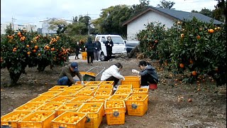 Tangerine picking in Jeju Island | 🍊👩🏻‍🌾