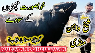 Sheikhwan Mandi Me Khoobsurat Janwar Agye❤️ | Punjab Tour Day 2 | Cow Mandi 2025