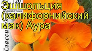 Эшшольция калифорнийская (калифорнийский мак) Аура. Краткий обзор eschscholzia californica Aura