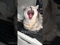 4 stages of a cat s yawn